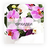 Орхидеи по Николаеву