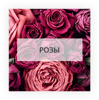Розы по Николаеву